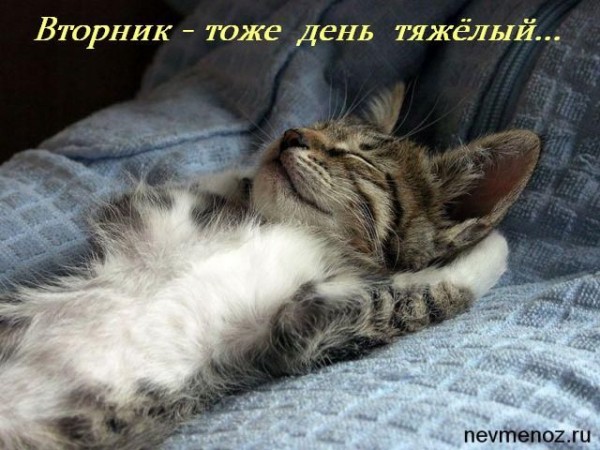 �������/3676705_961Vtornik (600x450, 76Kb)