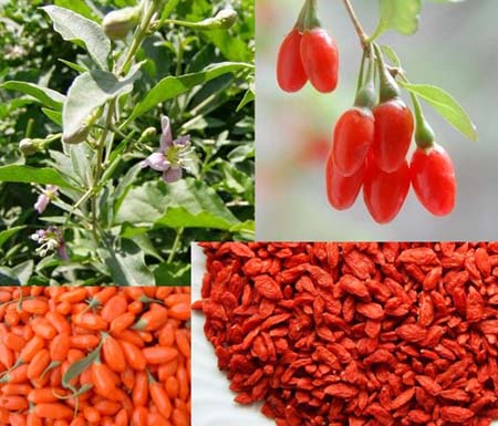 goji_4_in_1.jpg (450?385)